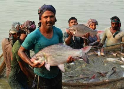 Organic certification helps Bangladesh expand fish market in Germany