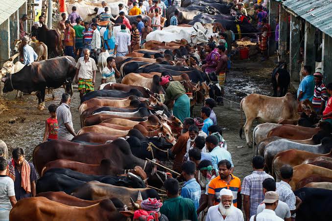 Flood likely to raise cattle prices this Eid
