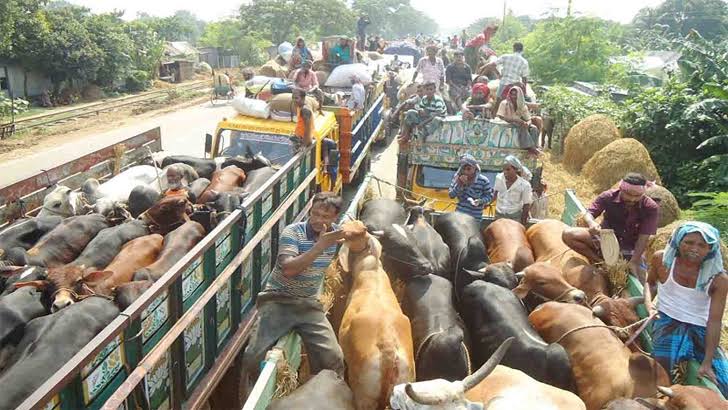 Cattle-laden trucks rushing to city thru Padma Bridge