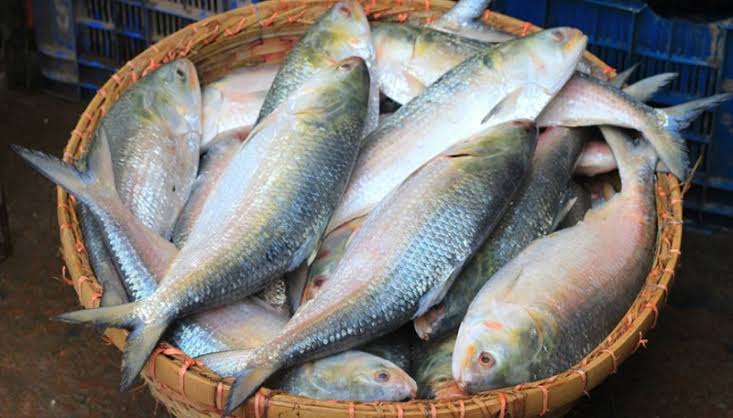 Hilsa export to India: Bangladesh earned $13.6mn this year