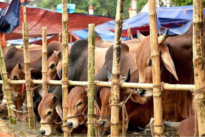 Govt's instructions for cattle markets