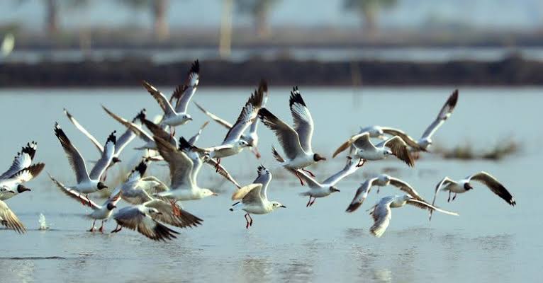 Environment Minister seeks cooperation from all in protecting migratory birds