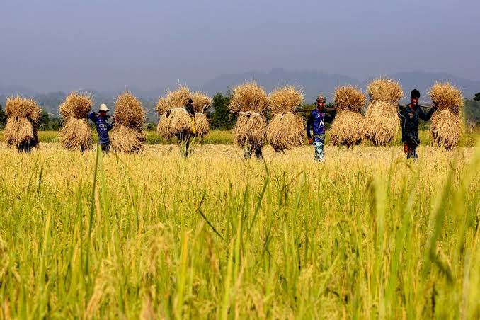 Paddy production forecast at record 58.5m tonnes