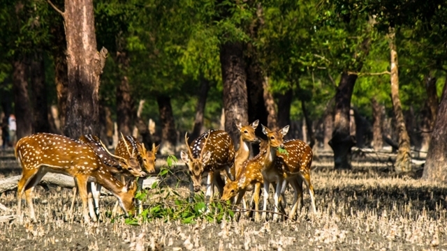 Sunderbans wildlife gets extended sanctuary 