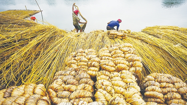 বাংলাদেশের পাটশিল্প : ঘুরে দাঁড়ানোর হাতছানি