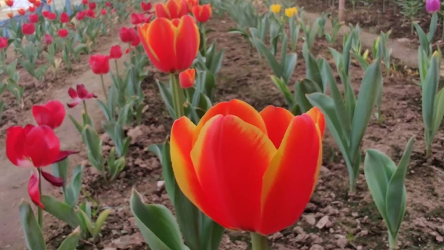 Gazipur farmer strikes gold with Tulip farming