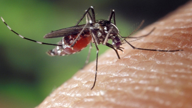 Microplastics may enter foodchain through mosquitoes