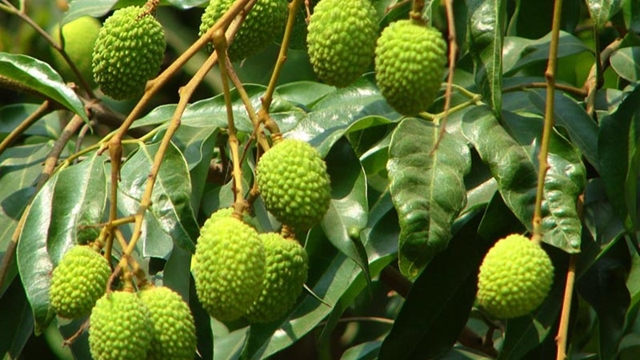 Tender litchi fruits show bumper yield possibility in Rajshahi