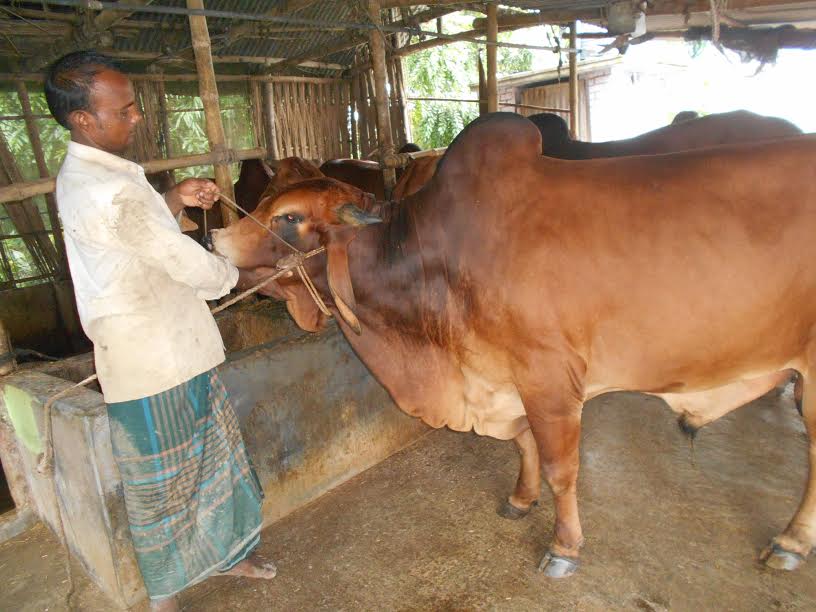 Cattle raisers fear price slump in Magura