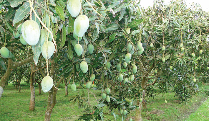 Satkhira mango growers eye increased volume of export