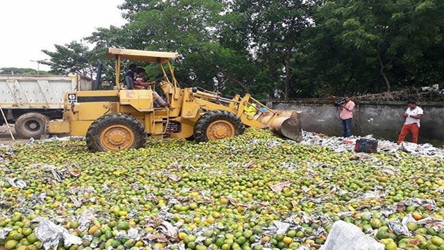 1,100 maunds of mango ripened with chemicals destroyed