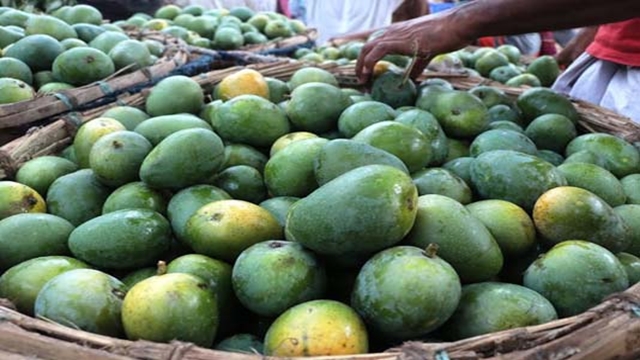 Rajshahi starts exporting mango to 7 foreign countries