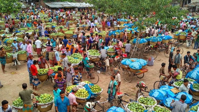 Chapainawabganj farmers smile as mango prices go up