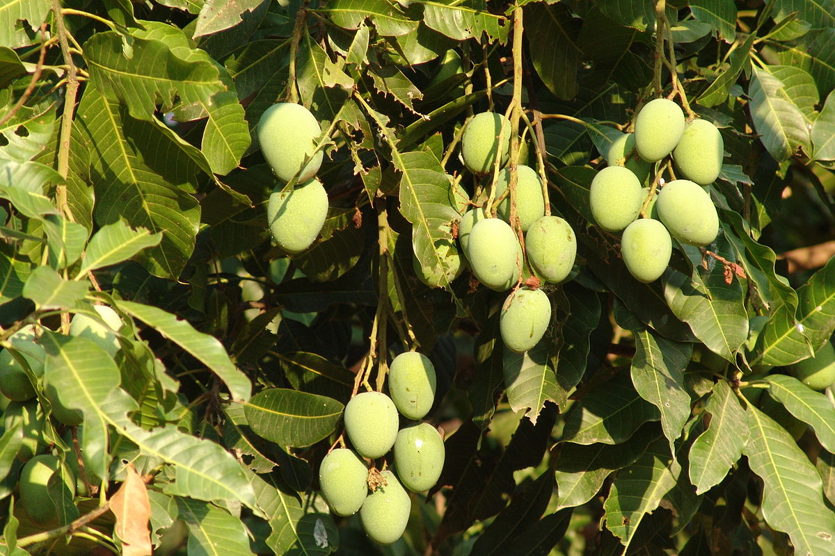 Mango growers produce 3,000 tonnes mango