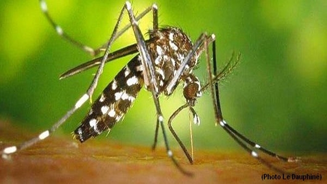 City ready to fight monsoon mosquito menace 