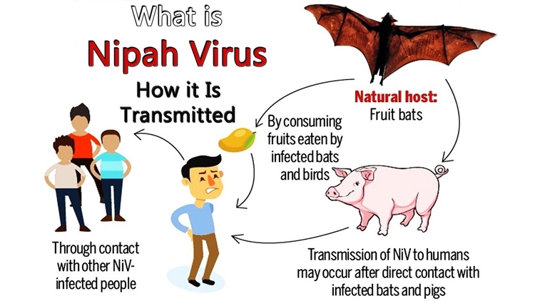 Health experts warn of emerging threat of Nipah virus