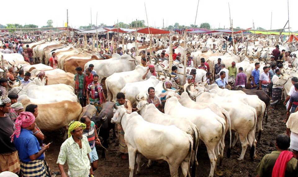 Indian cattle flood Rajshahi city markets