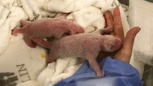 Double cuddle: Berlin zoo celebrates birth of 2 panda cubs