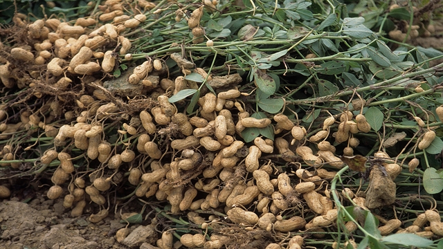 Bumper groundnut production likely in Rangpur