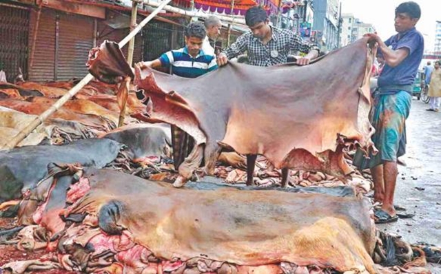 Govt allows rawhide export to keep market stable