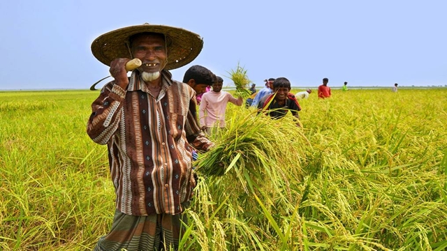 Bangladesh says summer rice crop may hit 19.7 million tonnes, above target