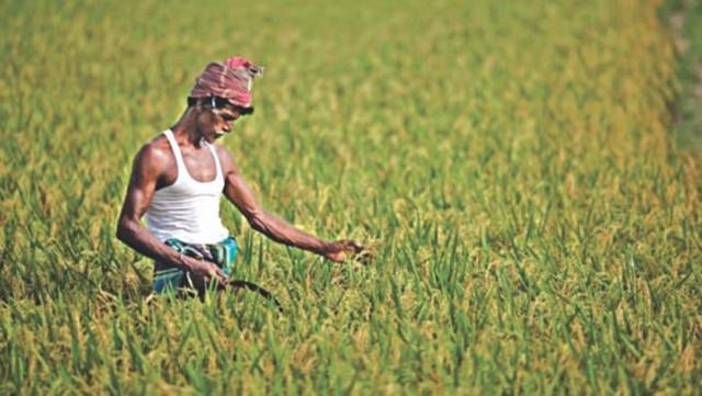 Record paddy yield makes no difference to farmers