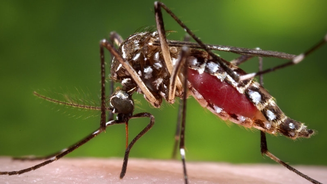 Dhaka dengue fear returns as mosquito bites rise