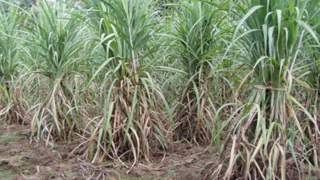 Better yield, fair prices bring cheers for Jessore sugarcane growers