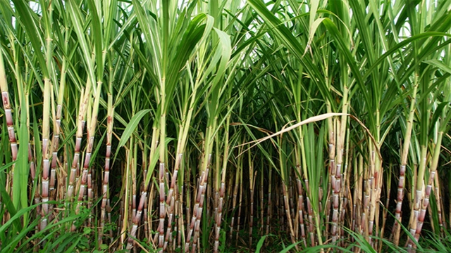 Manikganj expects bumper sugarcane yield