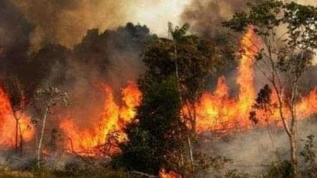 Fire breaks out at Sundarbans