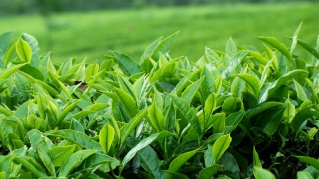 Thriving tea sector boosting Panchagarh economy
