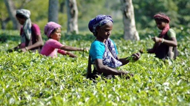 BB underscores branding of local teas