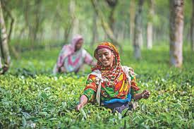 Northern Bangladesh sees booming tea sector