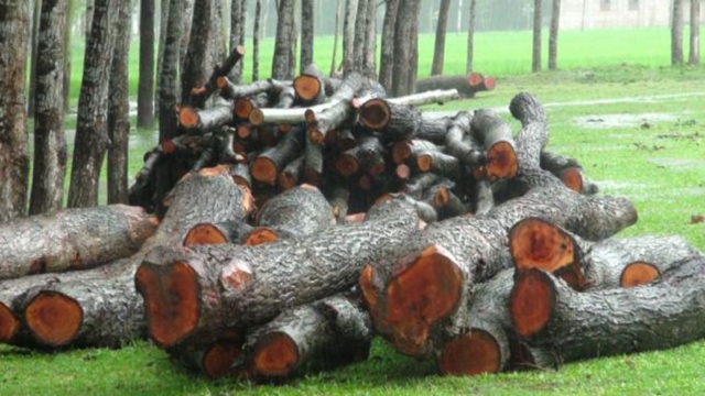 30 school trees in Panchagarh cut down, sold