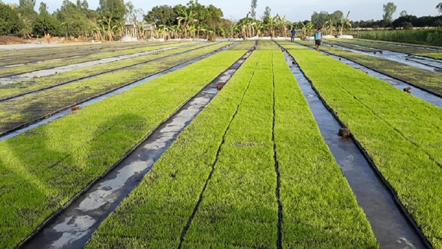 New cultivation method promises low cost, high yield for paddy farmers