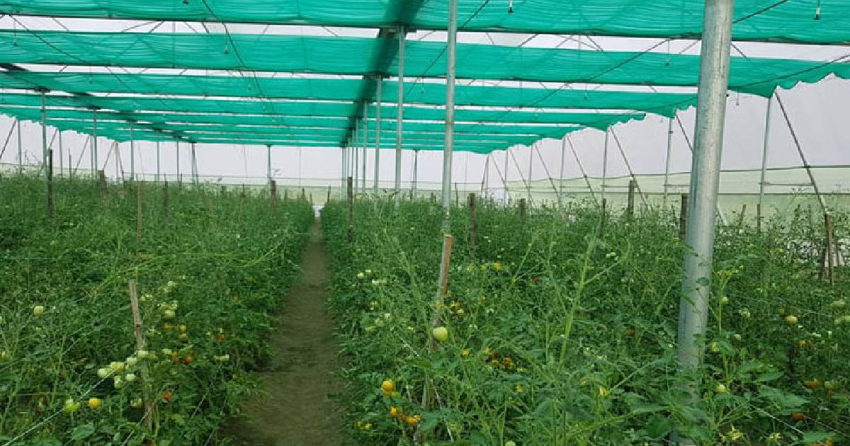 Business waiting to bloom in ‘Flower Capital’ Gadkhali