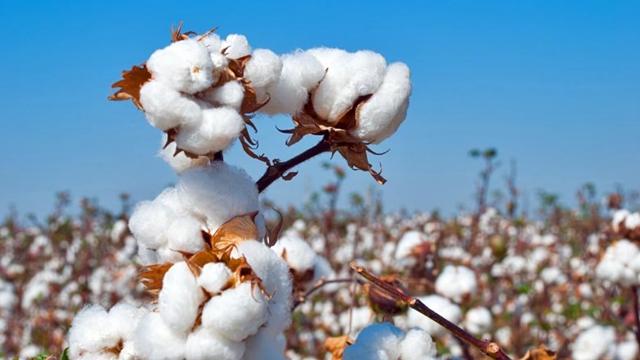 Cotton harvest progressing fast in Rajshahi region