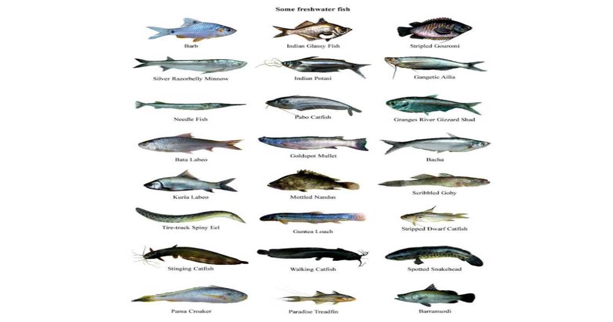 64 species of fresh water fish face extinction: Khosru