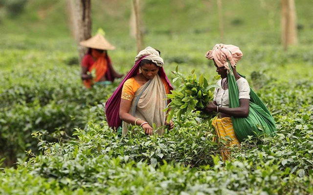 চা শ্রমিক: জন্ম জন্মান্তরের দুষ্টচক্রে বাঁধা যাদের জীবন