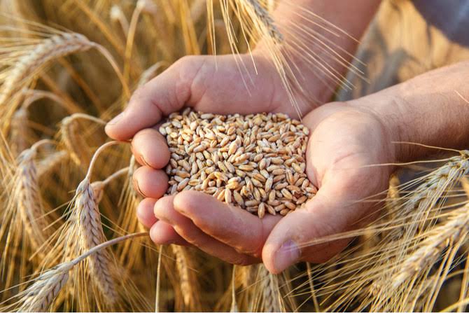 Bangladesh set to import 1.0m tonnes of wheat from India 