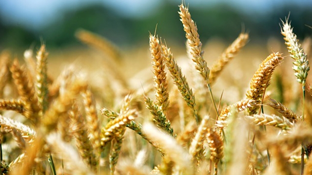 Wheat production fall as farmers switch to other crops